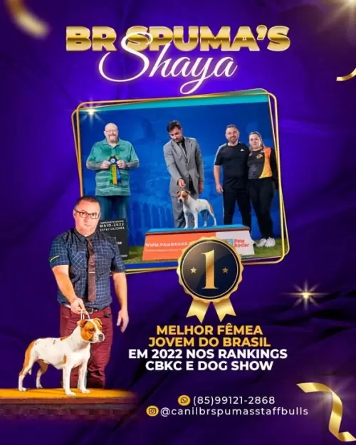 Dia a Dia do Canil