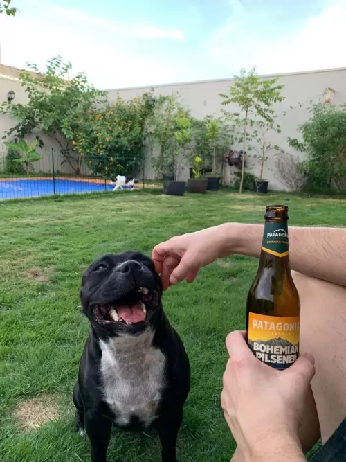 Dia a Dia do Canil